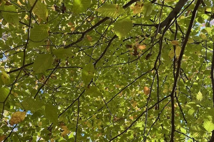 Living Landscapes: Springing into Spring Hike