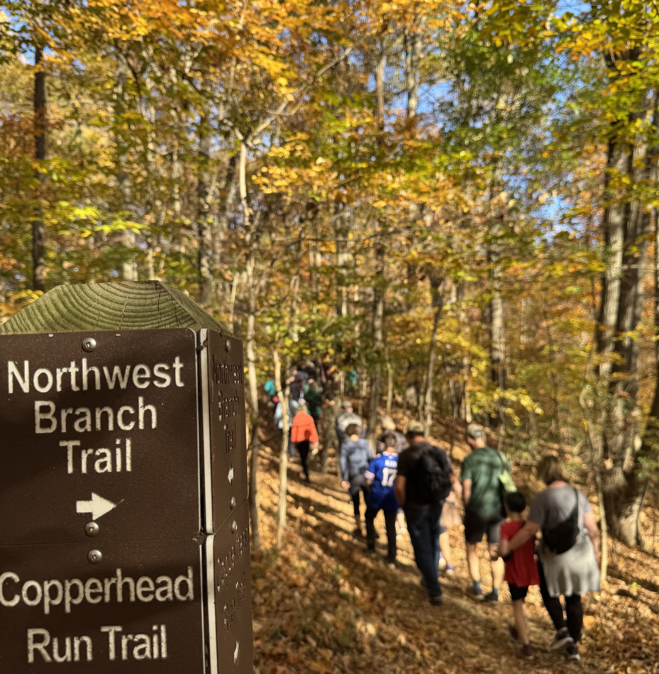 Living Landscapes: Fall Forest Bathing Walk