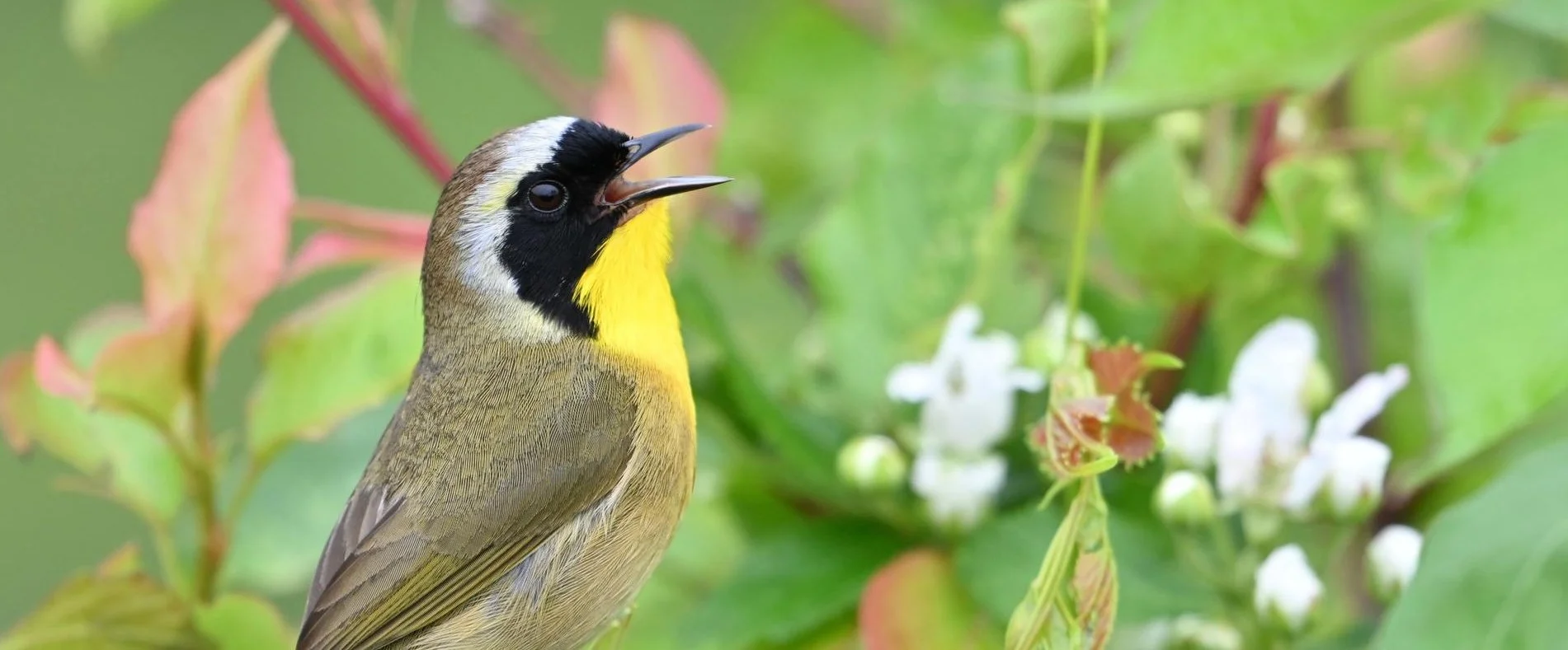 Birding at the Northwest Branch with DC Bird Alliance & Springsong Museum
