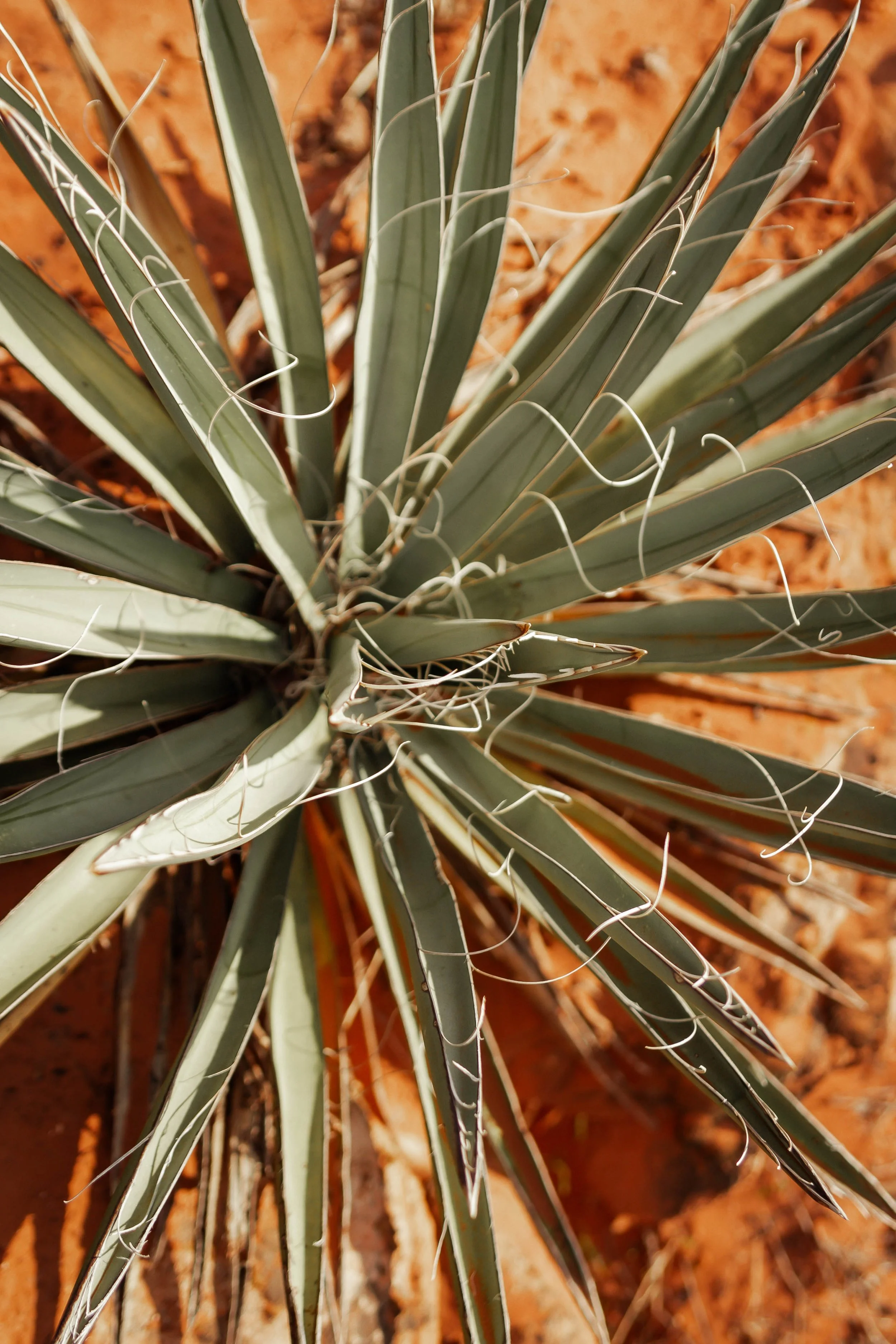 Close-up of a desert plant with long, spiky, green leaves and thin, white tendrils, on reddish-brown soil.