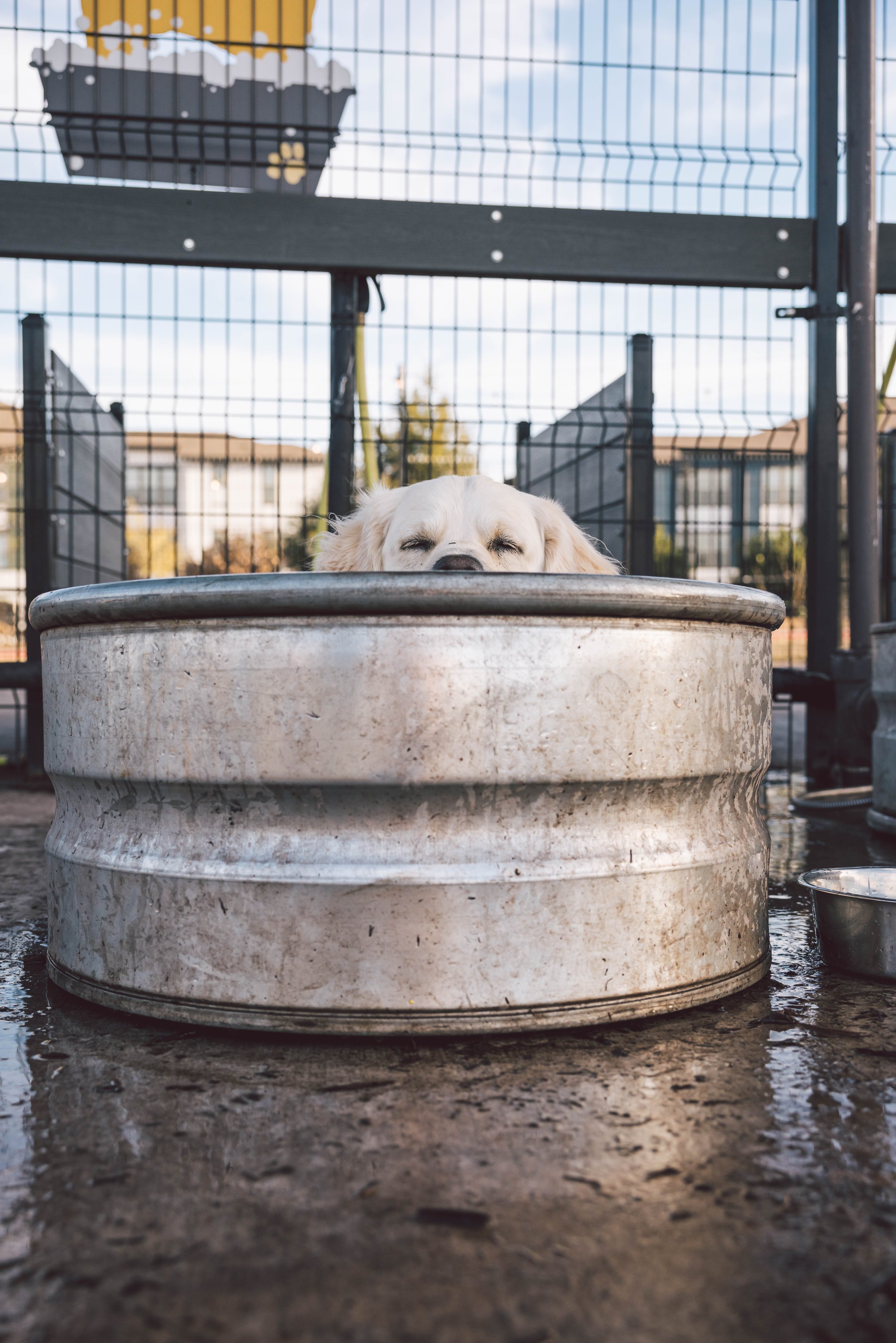 Loaded Dog Rally Ready Set Rally | Join the Celebration Today — ZilkerBark!