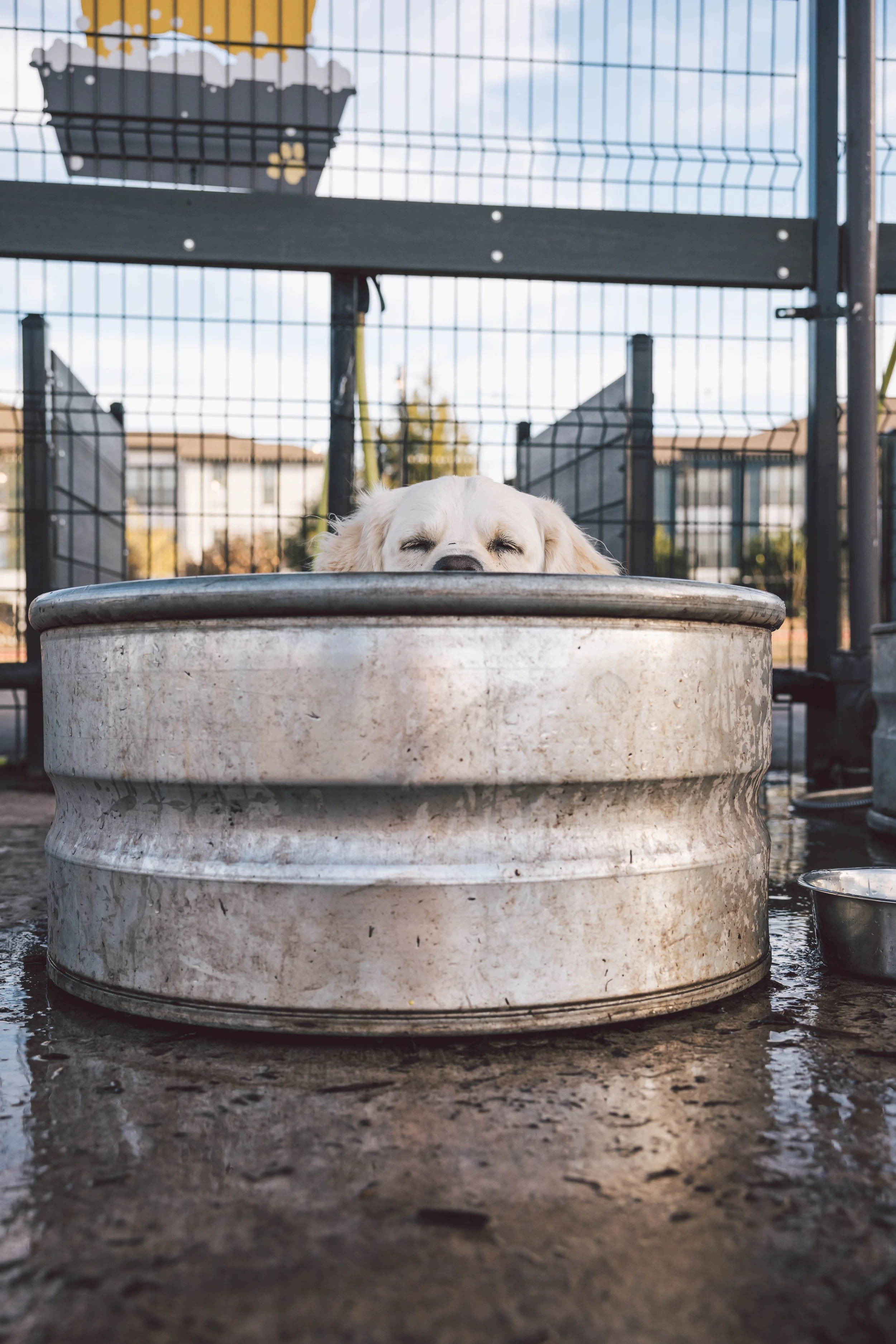 Ready Set Rally | Join the Celebration Today — ZilkerBark!