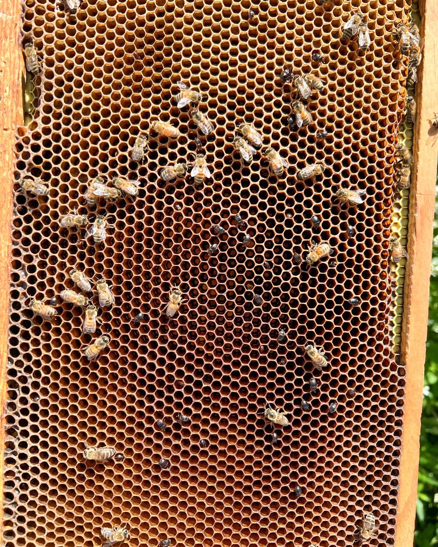 how many hive beetles can you count?

d: wie viele b&auml;utek&auml;fer siehst du?

#beutek&auml;fer #hivebeetles #beekeeping #hawaiibeekeeping #bigisland #imkern #bienenv&ouml;lker #imkerei #k&ouml;niginnenzucht #queenproduction