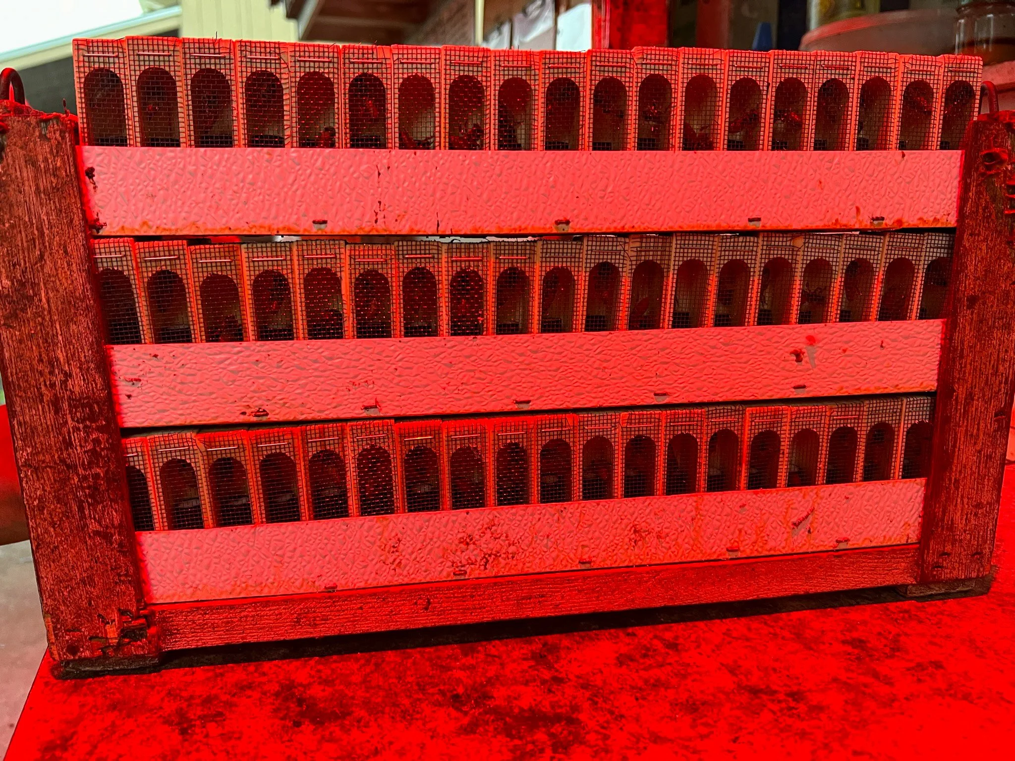 one tray equals 114 queens ready to ship

d: eine &quot;wabe&quot; entspricht 114 k&ouml;niginnen bereit f&uuml;r den versand

#bee #beekeeping #queenproduction #hawaiibee #hawaiibeekeeping #k&ouml;niginnenzucht #k&ouml;niginnenproduktion #imker #imk