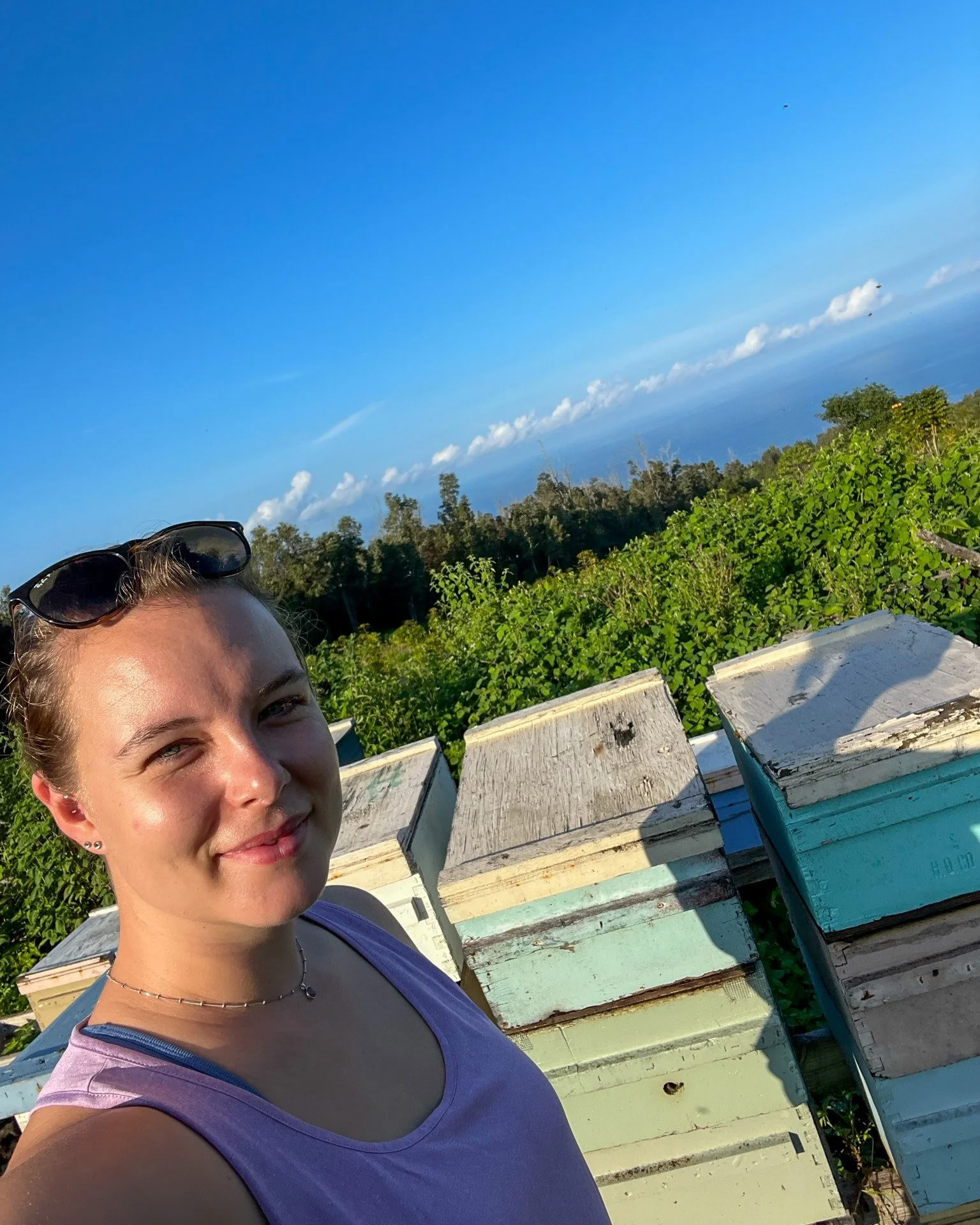🐝 beekeeping in hawaii 

d: imkern in hawaii

#bee #beekeeping #queenproduction #hawaiibee #hawaiibeekeeping #k&ouml;niginnenzucht #k&ouml;niginnenproduktion #imker #imkerei #bienen #miniplus #begattungsv&ouml;lker #miniplusvolk #ligustica #queenbee