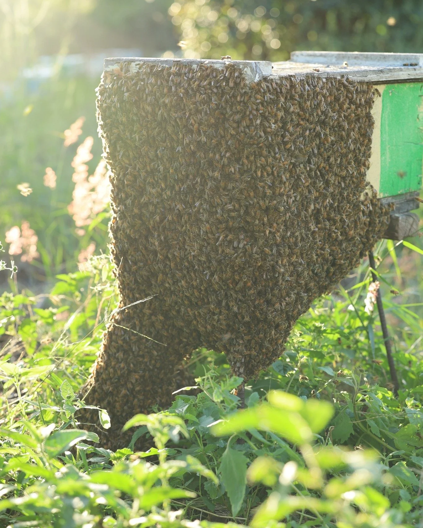 all the homeless bees build one or multiple swarms, we go and catch them the next day

D: erl&auml;uterung: alle heimatlosen bienen sammeln sich in einem oder mehreren schw&auml;rmen, wir sammeln diese am n&auml;chsten tag ein
🐝
#bee #beekeeping #qu