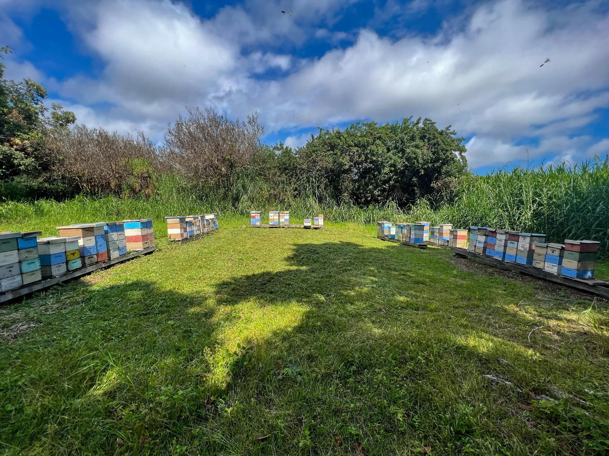Just another double-up yard

d: nur ein weiterer mini plus stand

#bee #beekeeping #queenproduction #hawaiibee #hawaiibeekeeping #k&ouml;niginnenzucht #k&ouml;niginnenproduktion #imker #imkerei #bienen #miniplus #begattungsv&ouml;lker #miniplusvolk