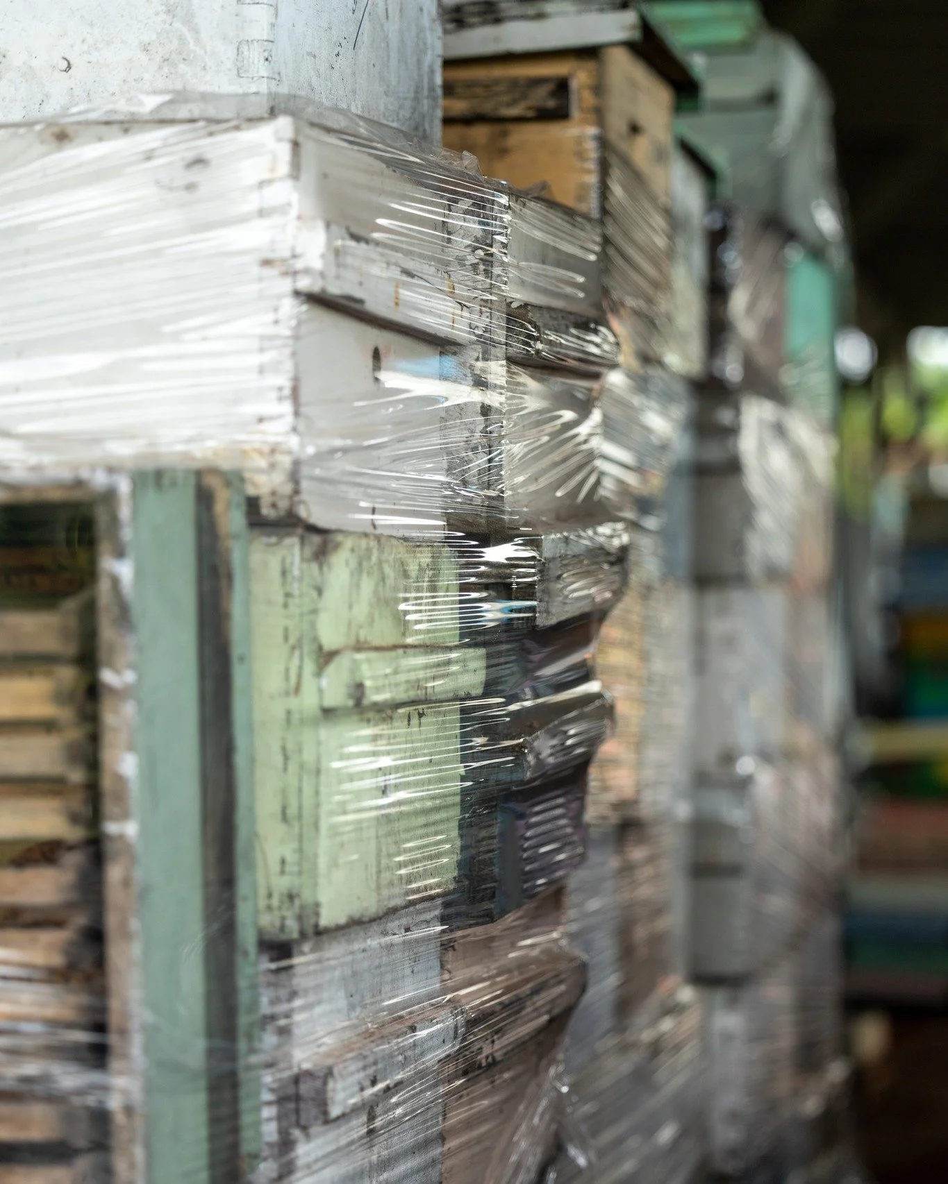 lots and lots of boxes

d: materialschlacht at it's finest 

#bee #beekeeping #queenproduction #hawaiibee #hawaiibeekeeping #k&ouml;niginnenzucht #k&ouml;niginnenproduktion #imker #imkerei #bienen #miniplus #begattungsv&ouml;lker #miniplusvolk #ligus