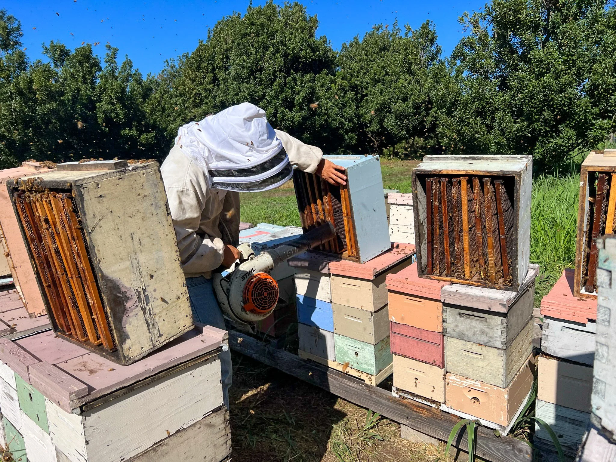 pull the honey

d: die honigr&auml;ume ernten (was ist eine bienenflucht? 😂)

#honey #hawaii #beekeepinghawaii #miniplus #doubleup #honigernte #honeyharvest #beecompany #beekeeping #imkern #grossimkerei #beefarm