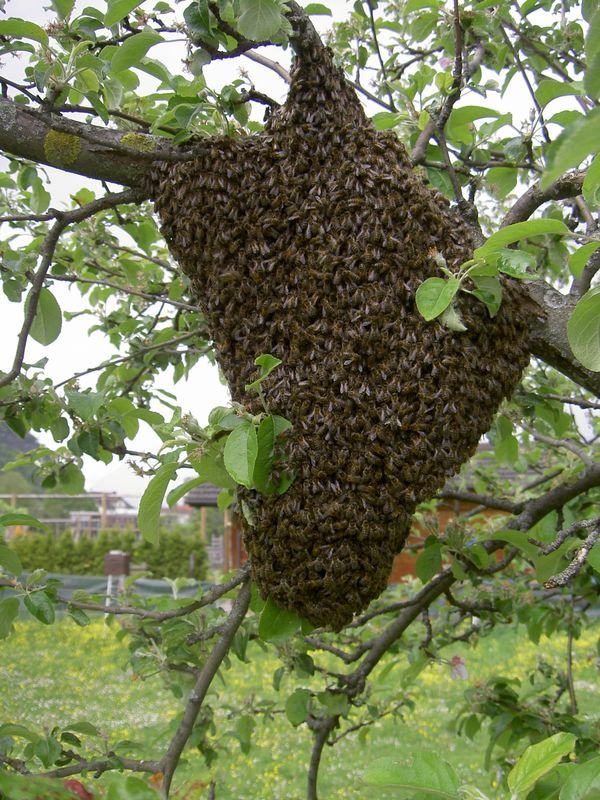🐝 Bienenschwarm entdeckt – was tun?