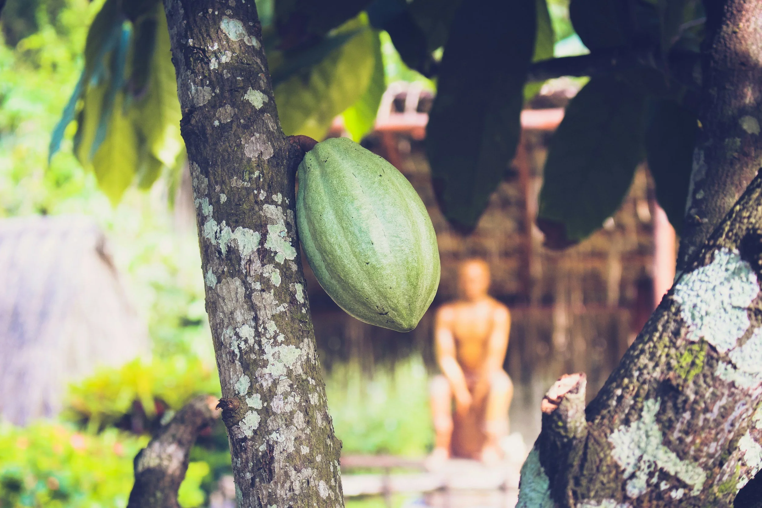 A green cacao pod growing on a tree trunk, with a blurred statue in the background.