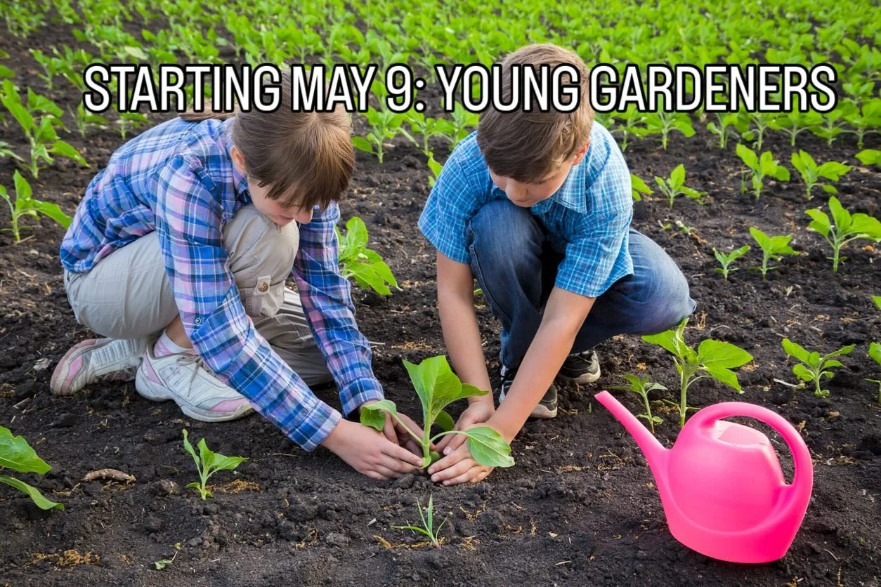 The Laurier Heights Food Forest is offering to host up to ten enthusiastic young people, ages 12-14 who want learn to grow their own vegetables. Exploring and observation is encouraged. Tasting and smelling the plants growing around us , straight fro
