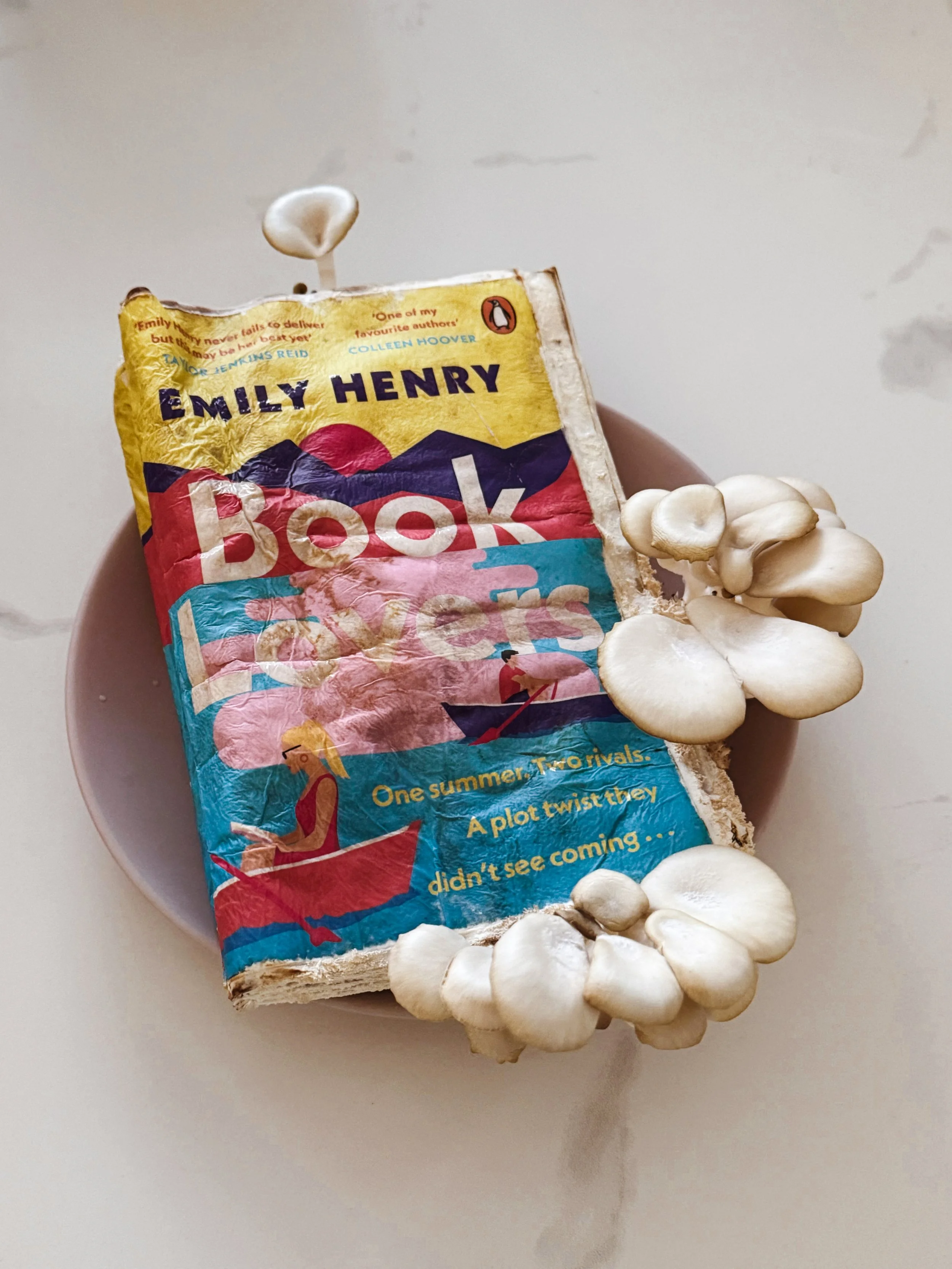 The Best Mushroom Growing Kit - Eat Your Words Review