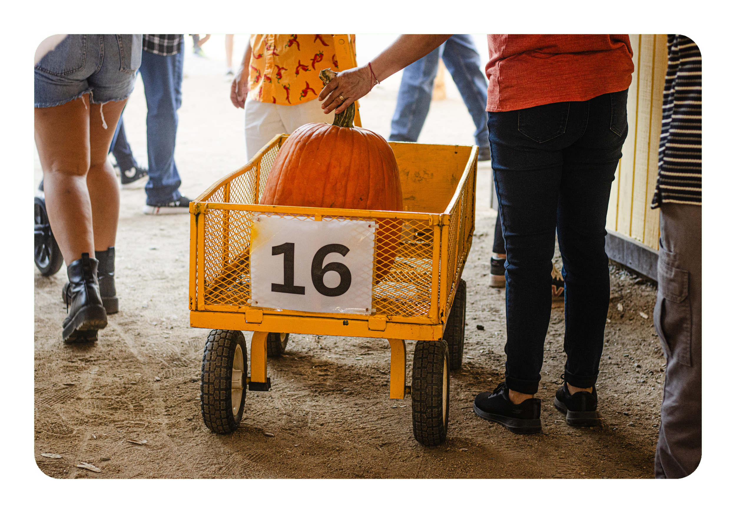 New University Projects