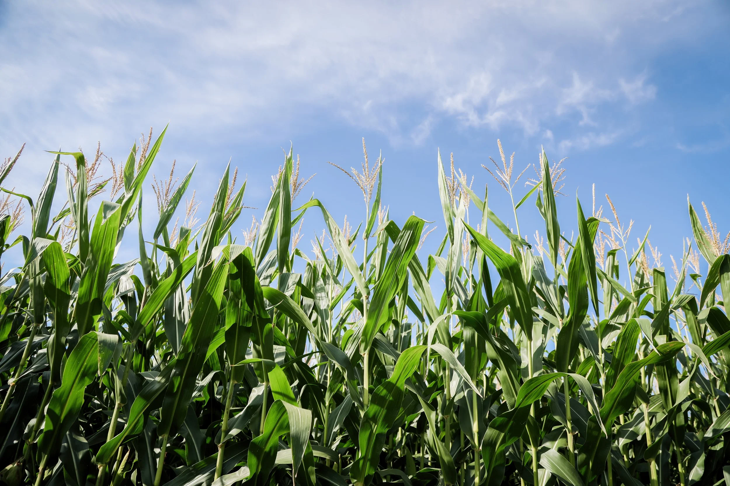 KrissyThompsonPhotography-Cornfields-15.jpg