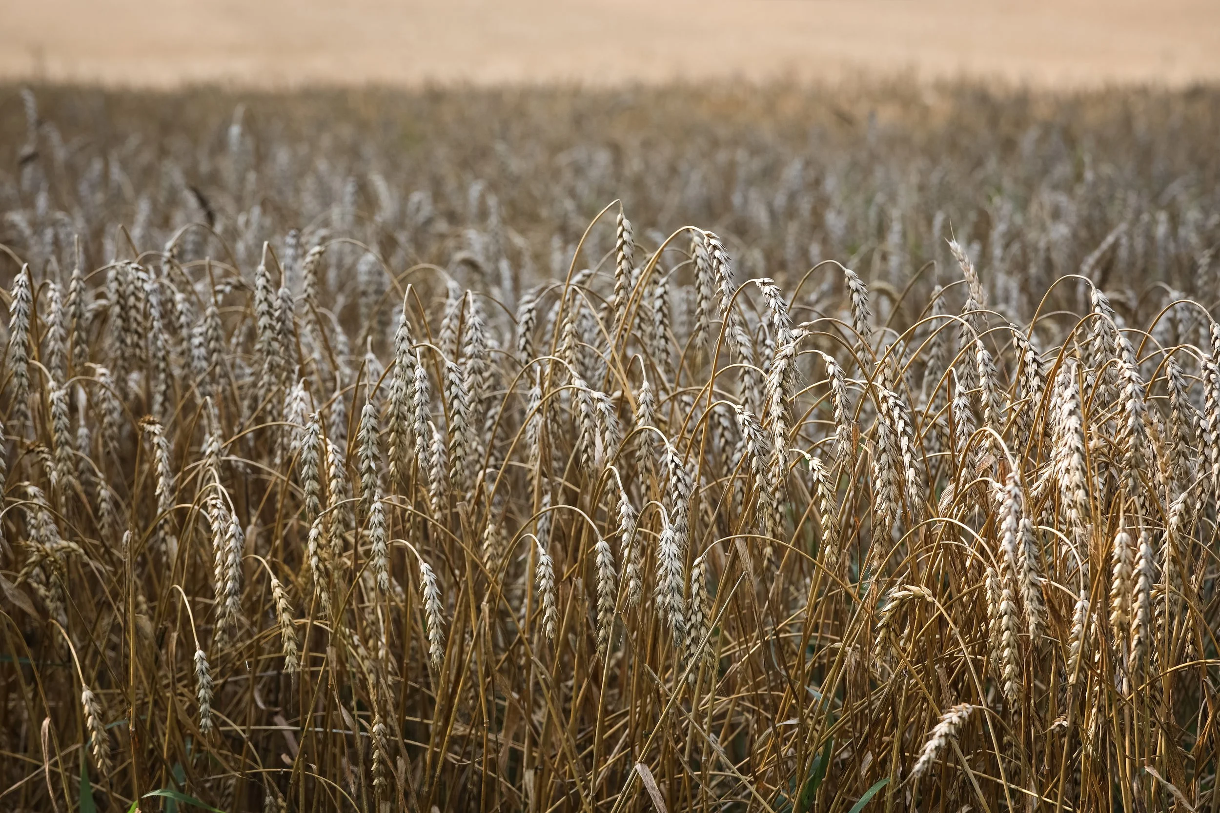 KrissyThompsonPhotography-Grain-2.jpg