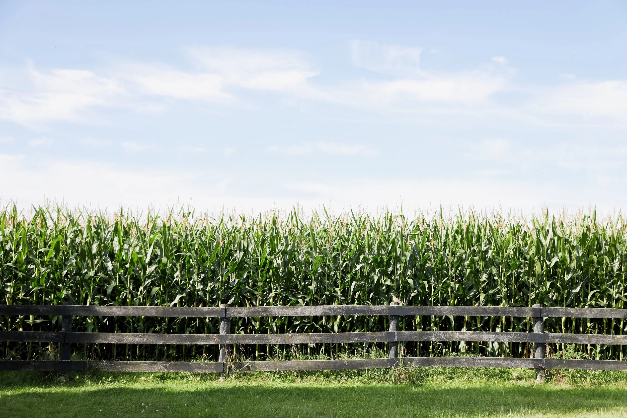 KrissyThompsonPhotography-Cornfields-9.jpg