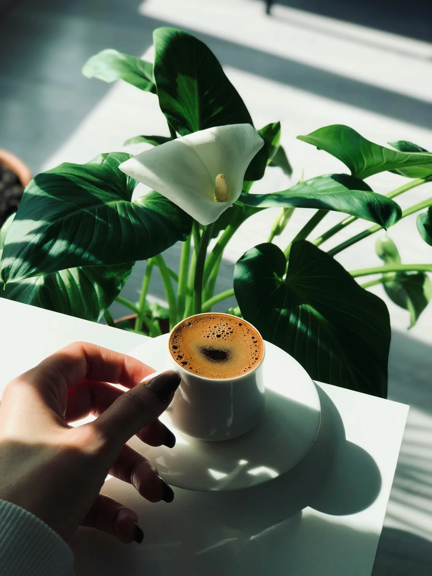 Common Houseplant Myths Debunked What Really Works And What Doesn T