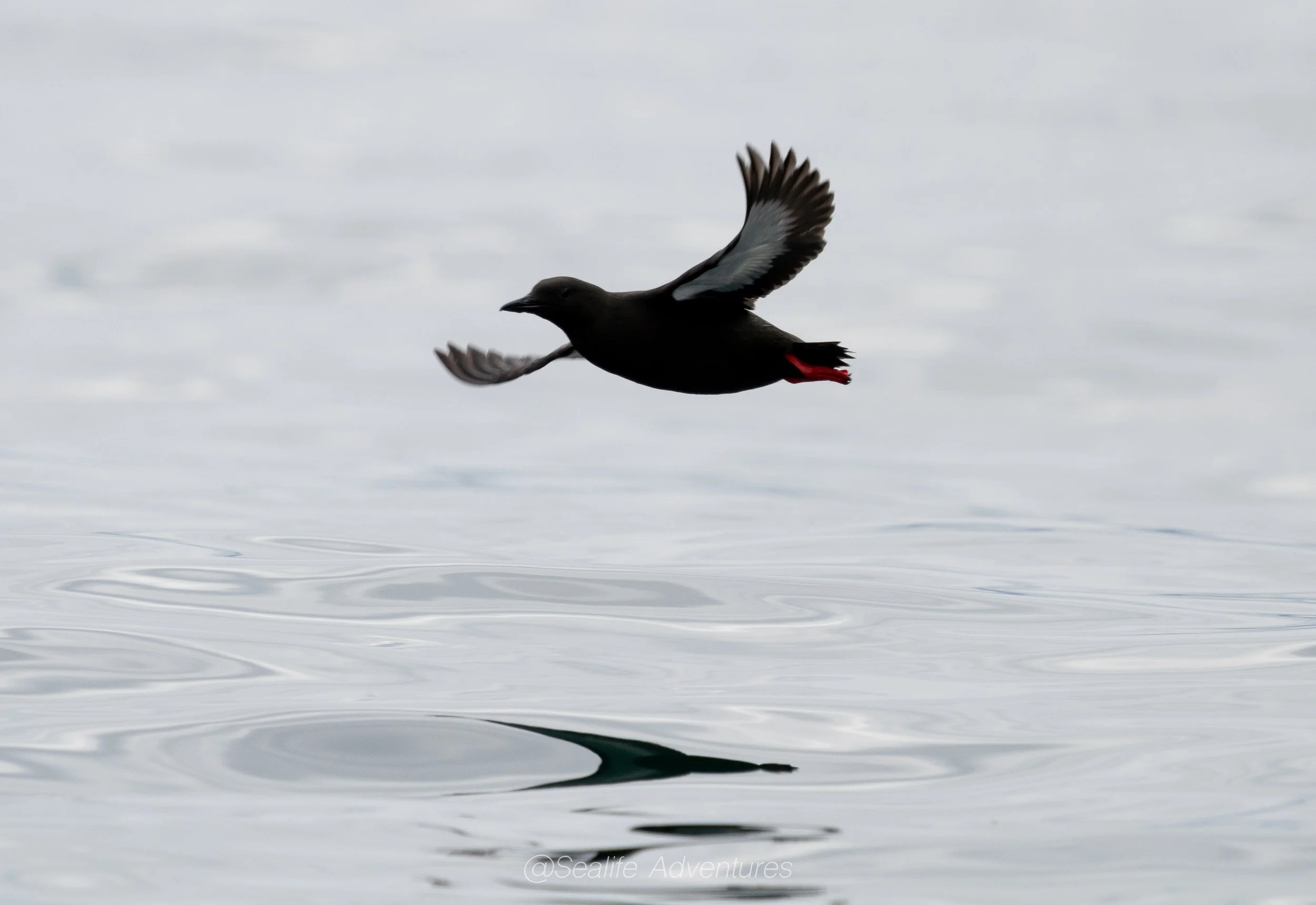 Beginners Guide to Sailing The West Coast Of Scotland 