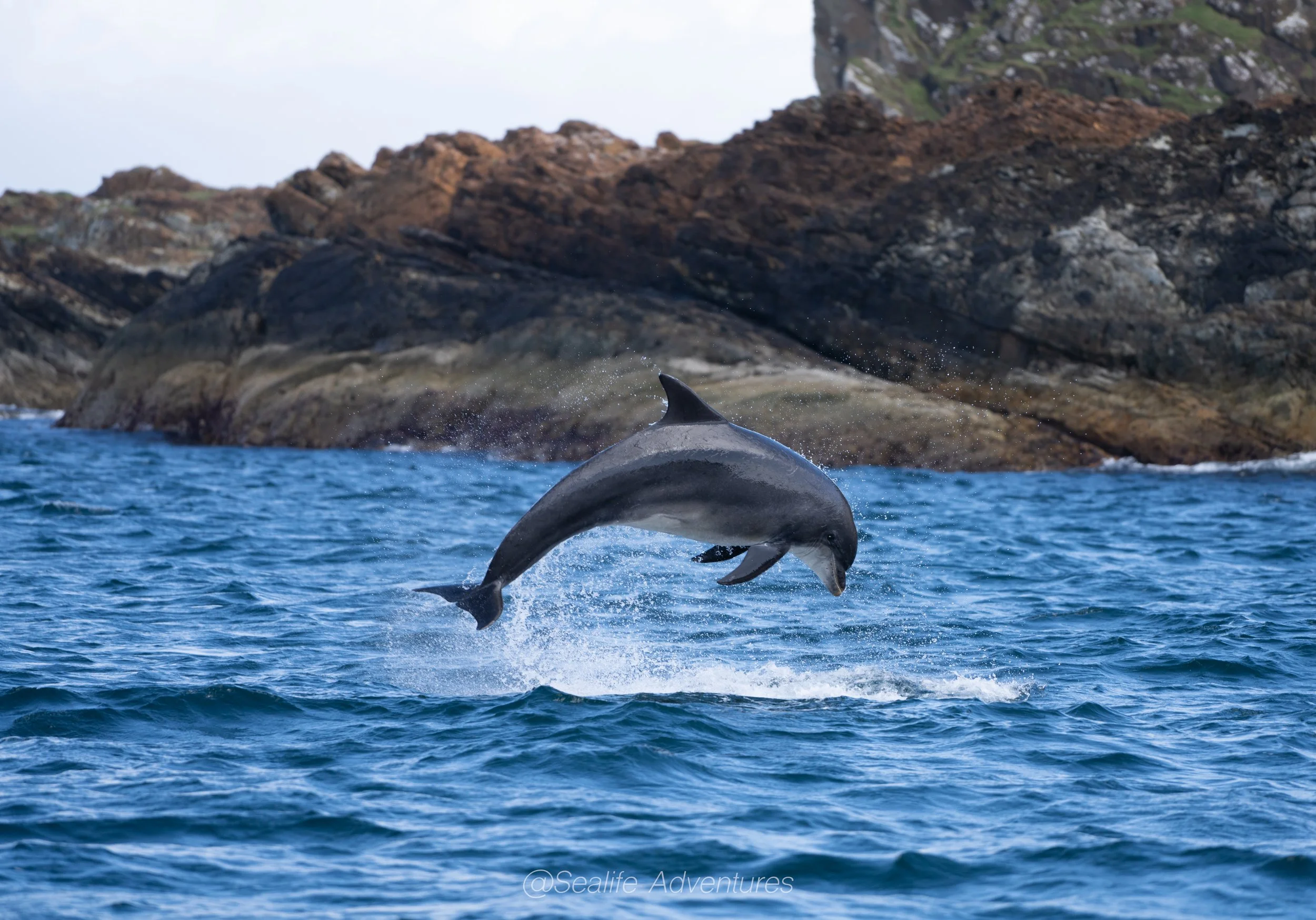 Dolphin and Wildlife seen from scottish sailing holiday cruise