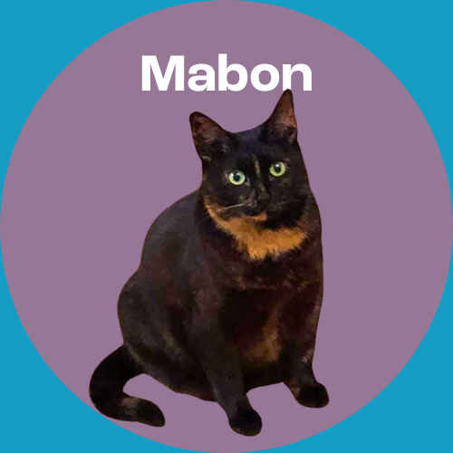 Mabon is a tortoiseshell cat with green eyes sitting against a purple circle background