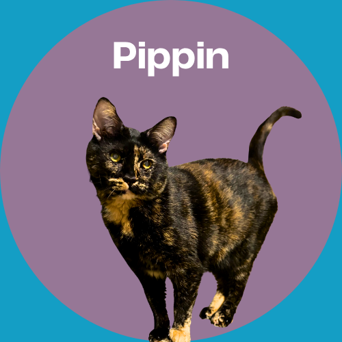 A tortoiseshell cat named Pippin standing against a purple circle background with the name 'Pippin' written above.