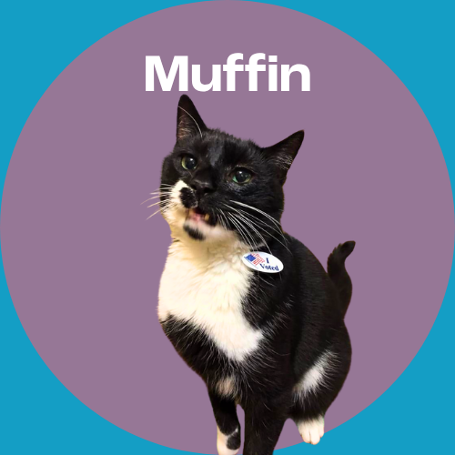 Muffin is a black and white cat with an 'I Voted' sticker on his neck, standing in front of a purple background.