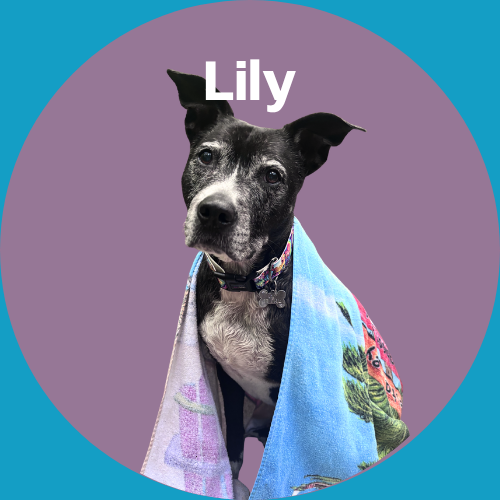 Lily is a dog with black and white fur, wearing a colorful towel around her shoulders.