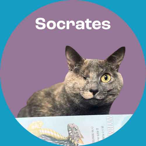 Socrates is a tortoiseshell cat with one eye in front of a purple background.