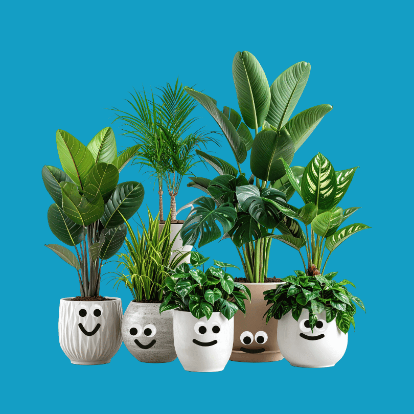 Six potted houseplants with smiley face drawings on the pots, placed against a blue background.