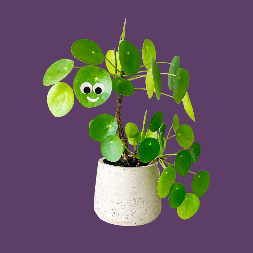A potted plant with round green leaves against a purple background, edited with cartoon eyes and a smiling mouth on one leaf.