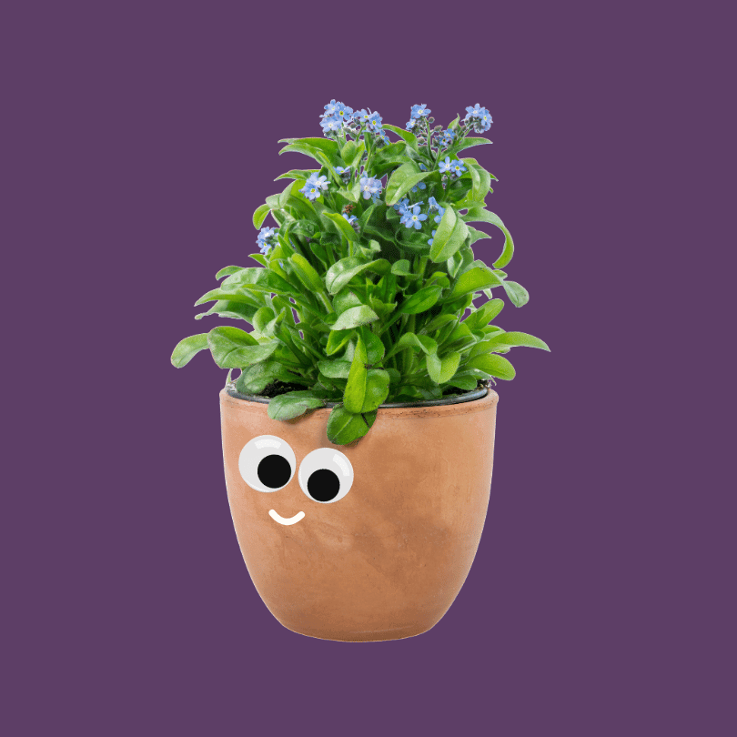 A potted plant with green leaves and small blue flowers, with added cartoon googly eyes and a smiling face, against a purple background.