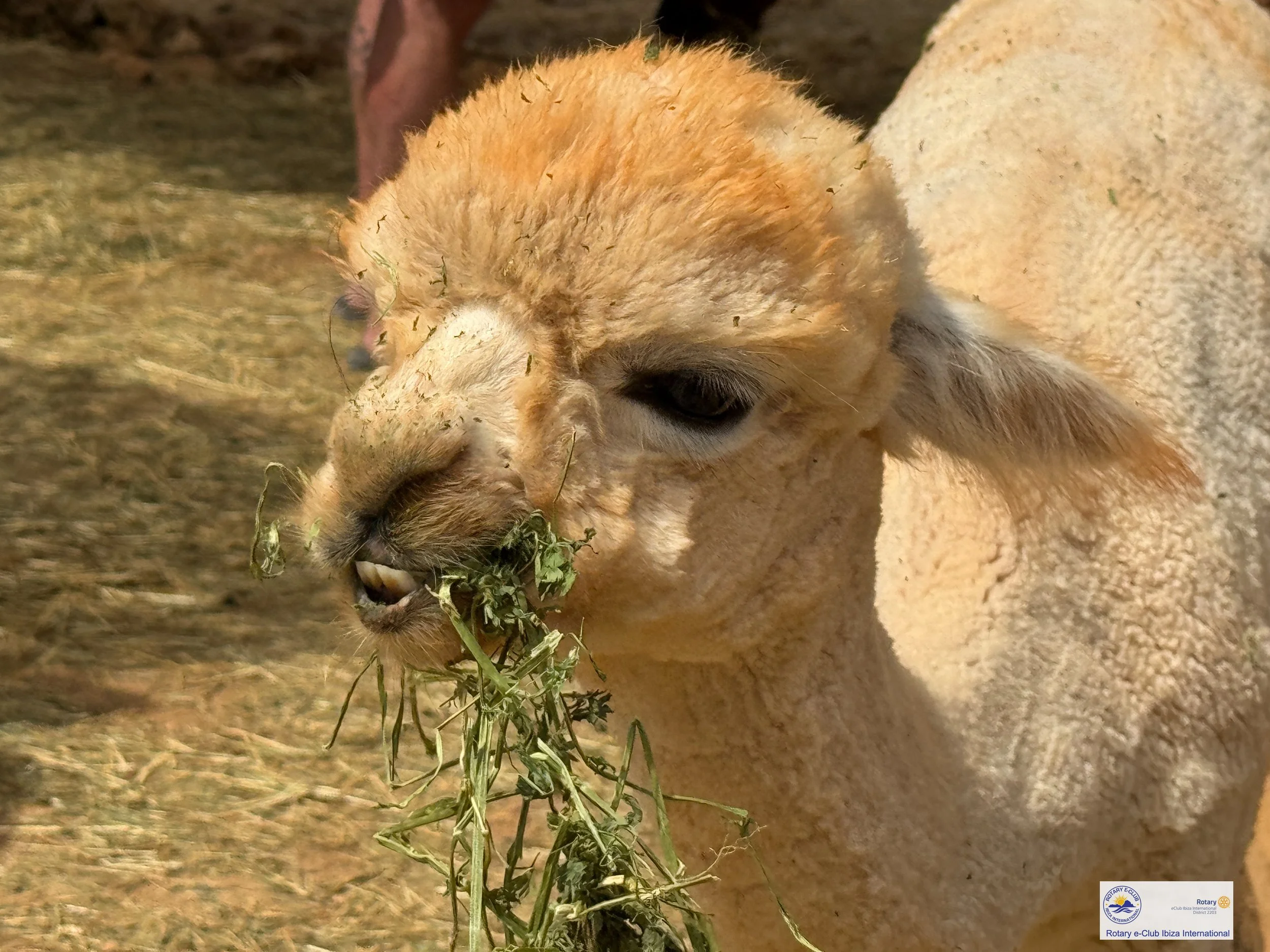 Baby Ibiza Alpaca eating Alfalfa