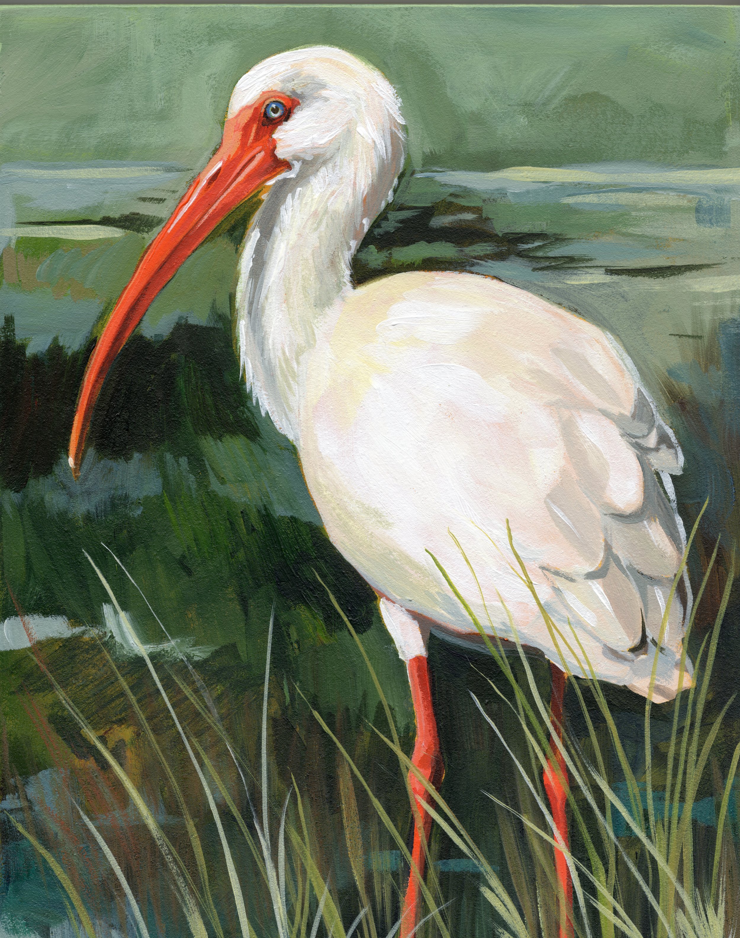 Ibis in Marsh - Fine Art Print
