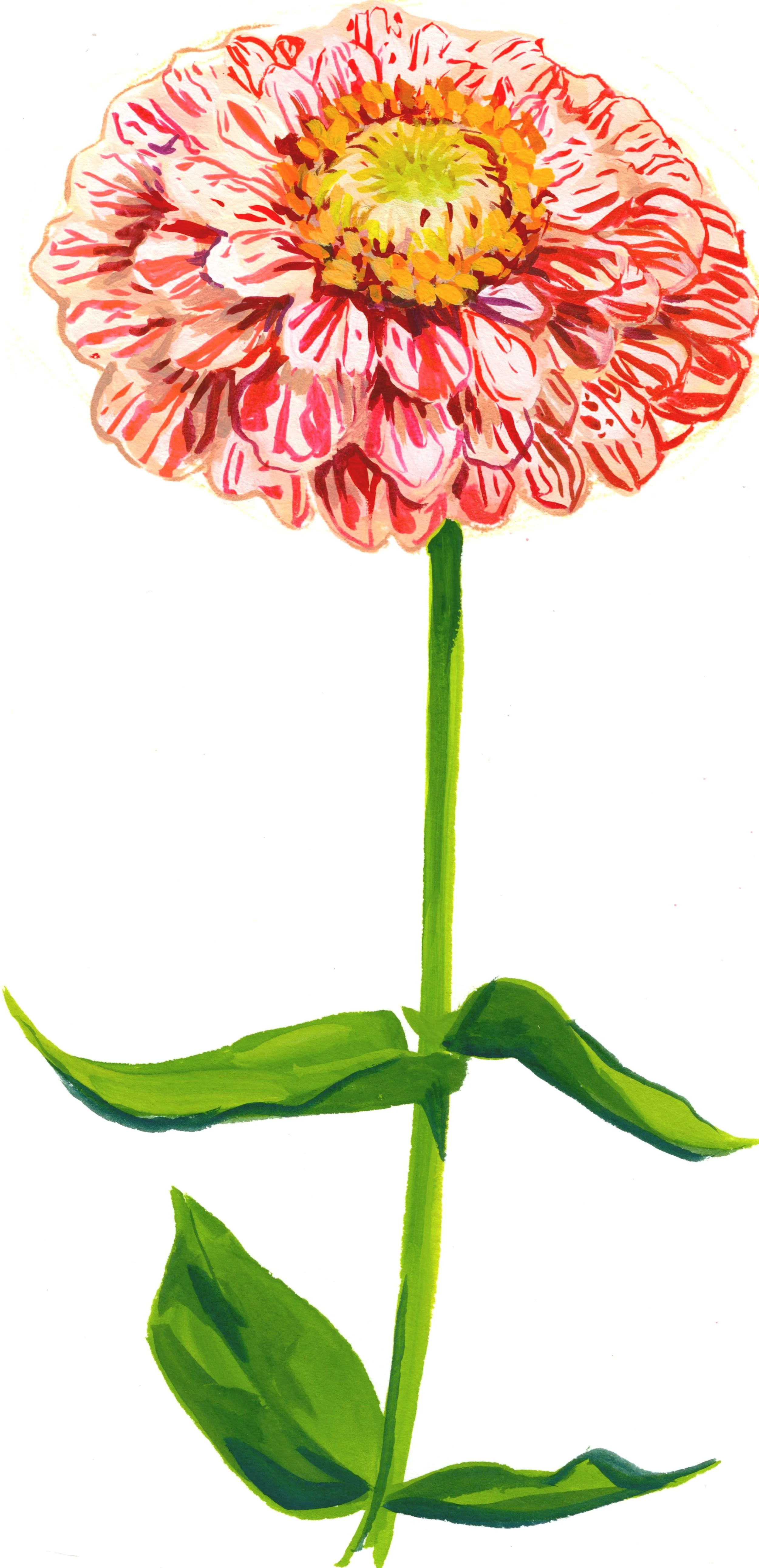 Peppermint Stick Zinnia