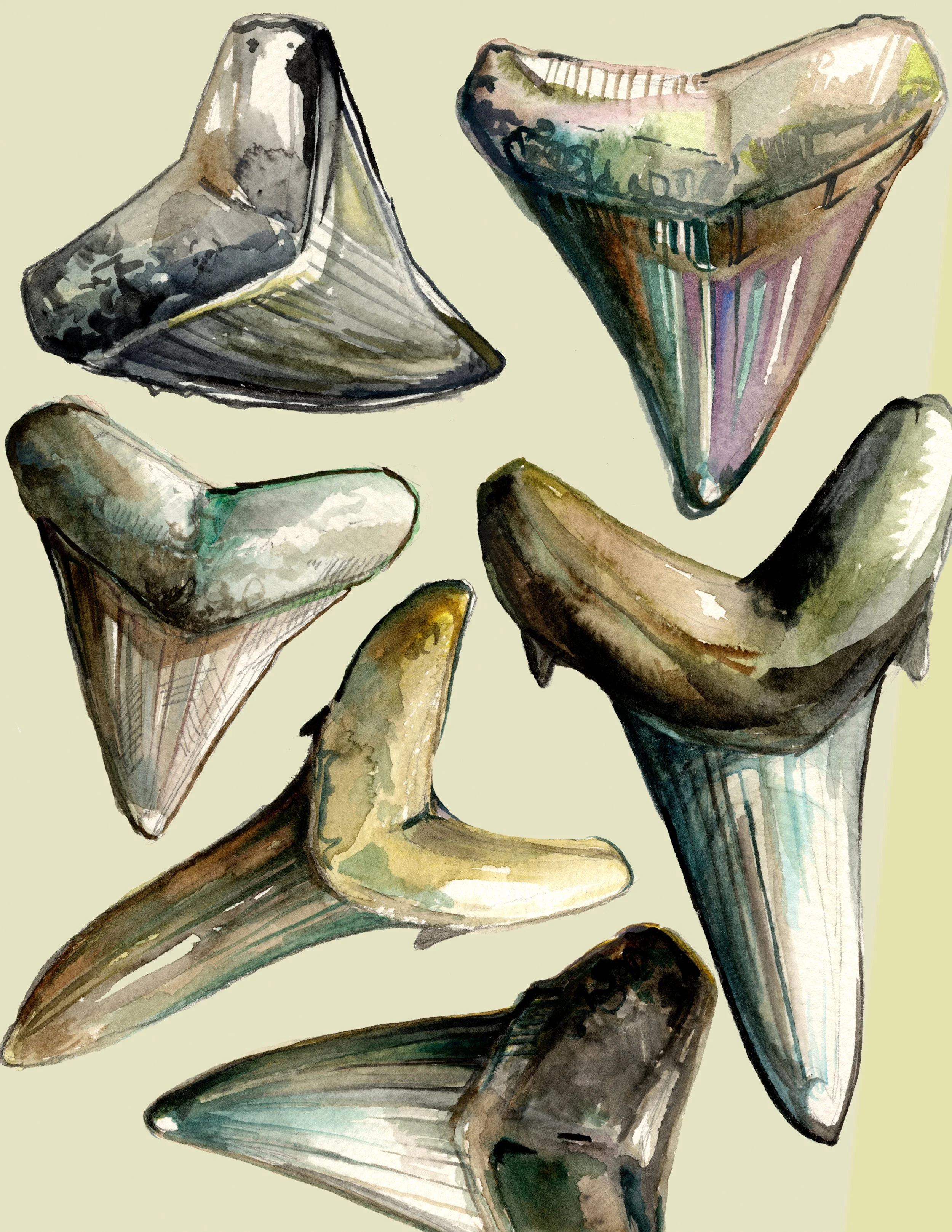 sharkstoothadobecollage.jpg