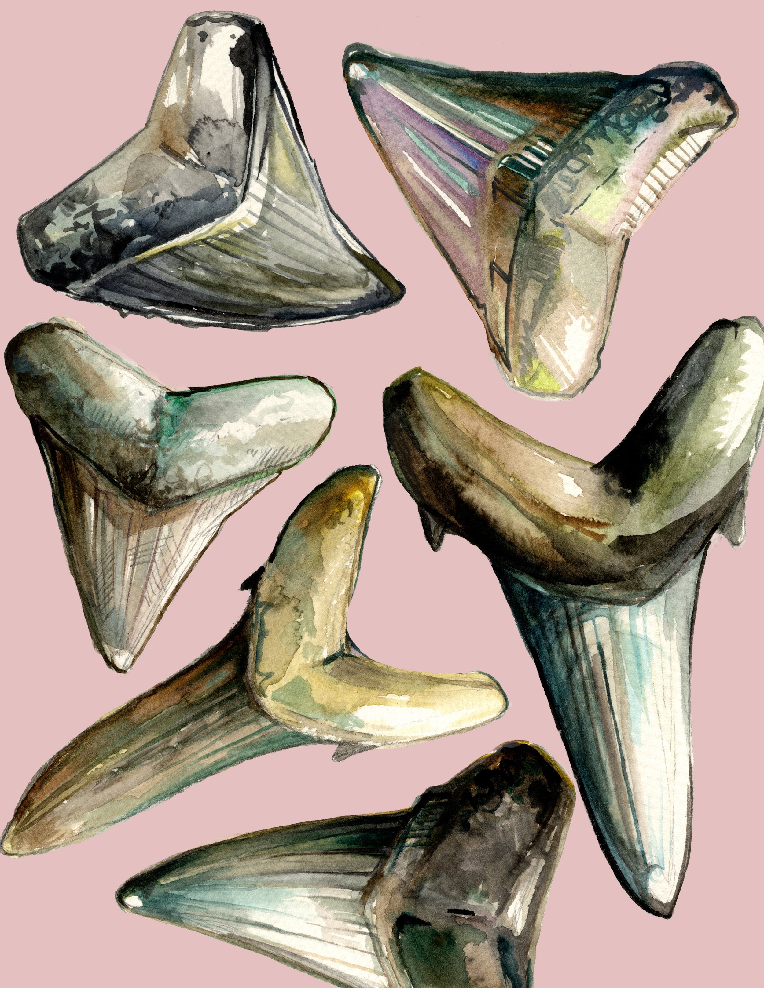 Pinksharkteethcollage.jpg