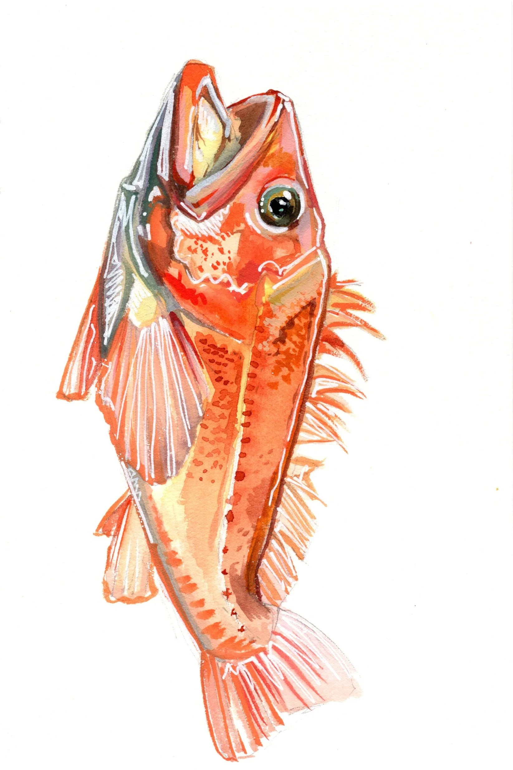 Alaskan YellowEye - Fine Art Print