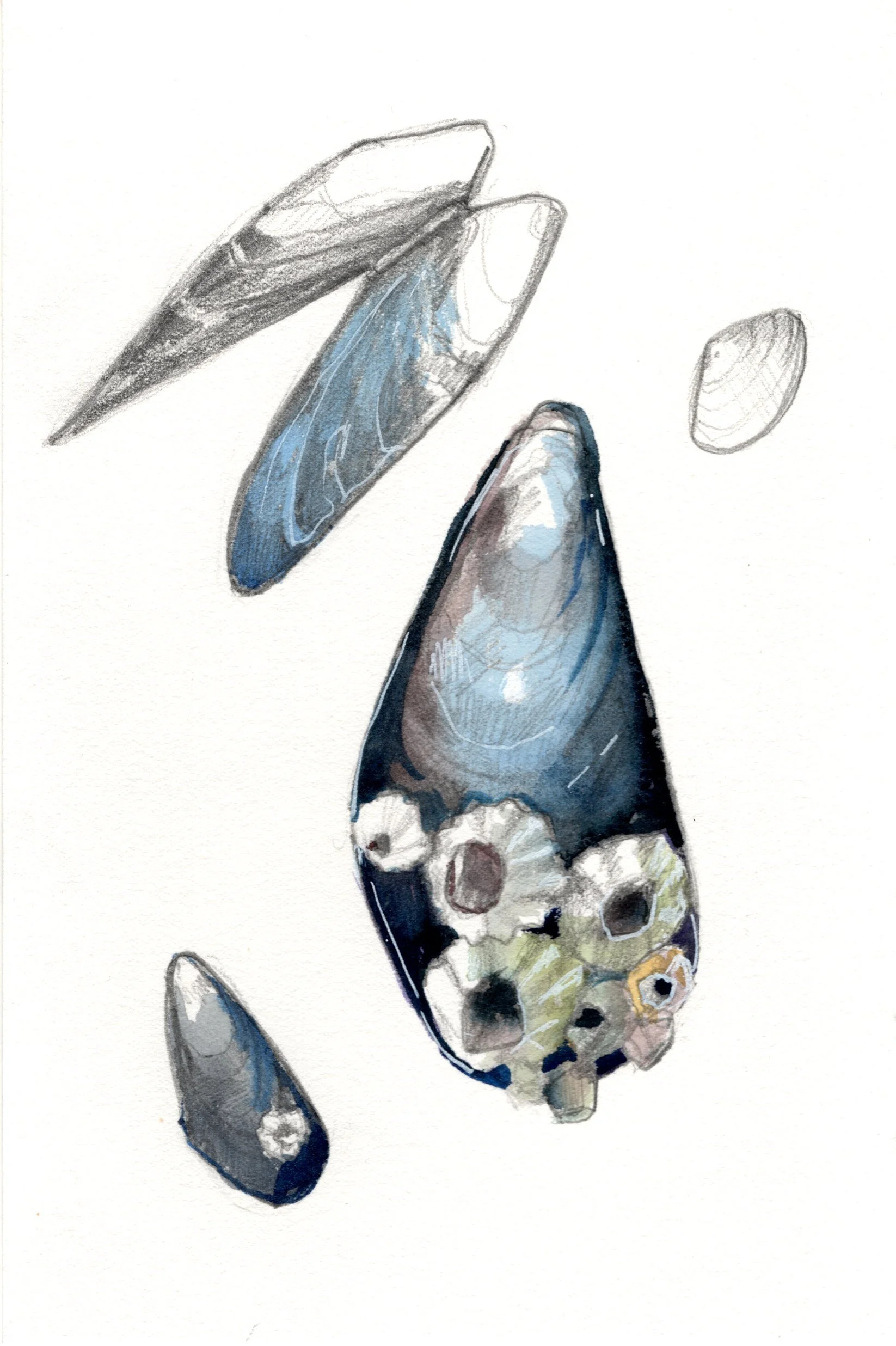 Alaskan Mussels - Fine Art Print