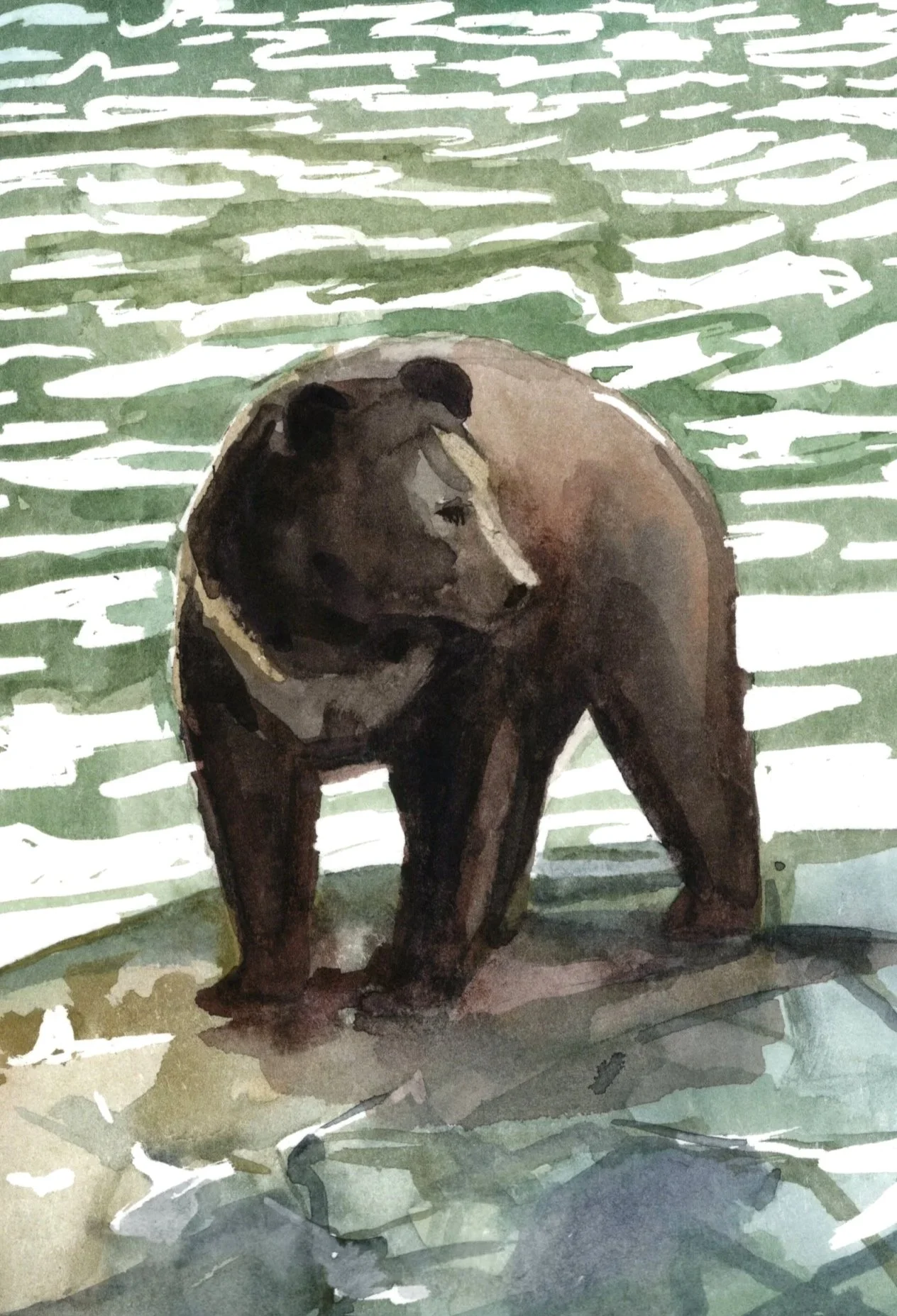 Alaska_Bear20260918.jpg