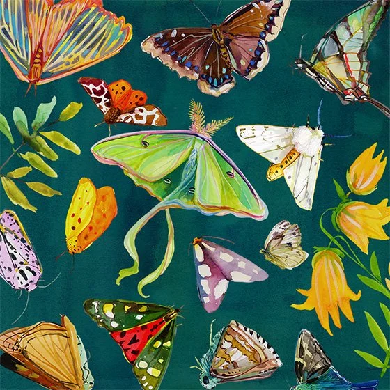 Moin butterfly final edit 1100.jpg