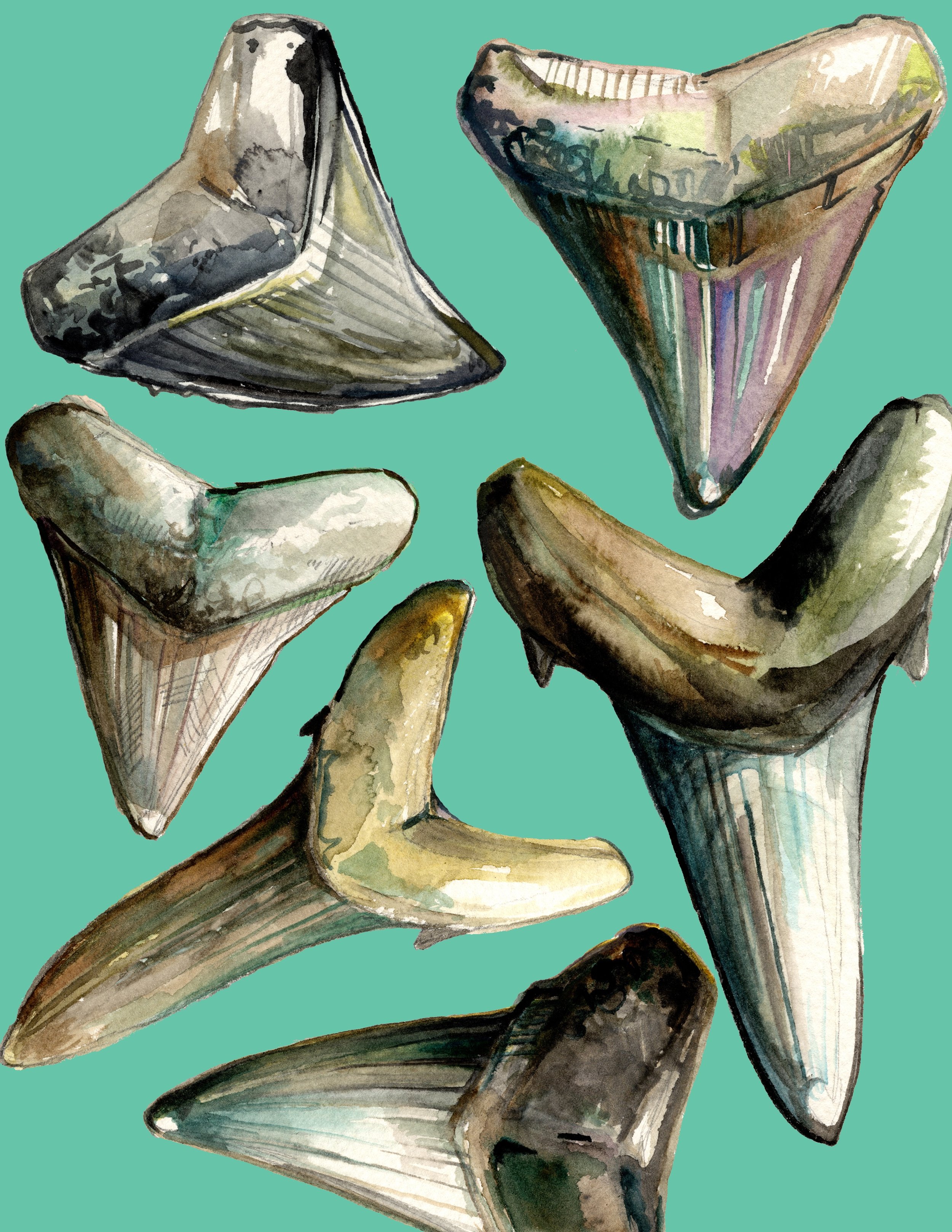 sharktoothcollagemint.jpg