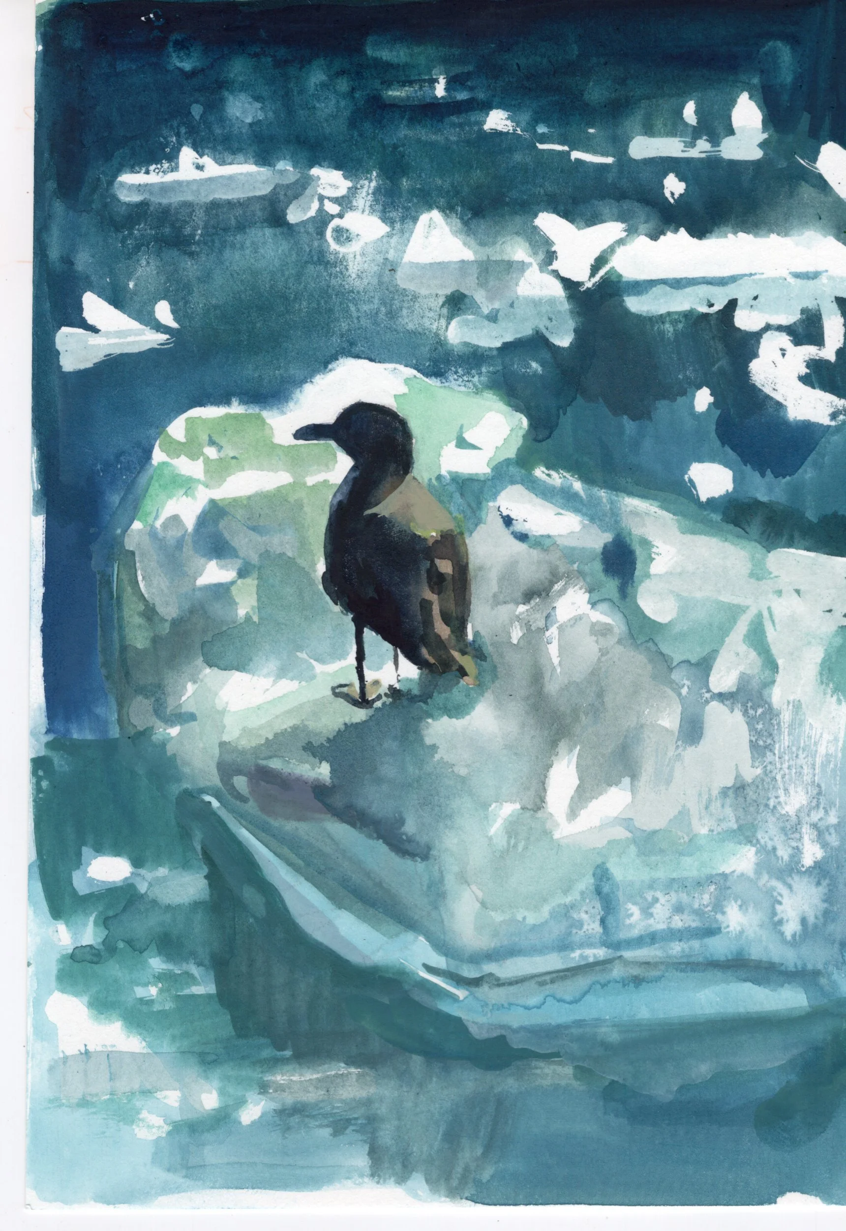 Iceberg Seagull - Fine Art Print