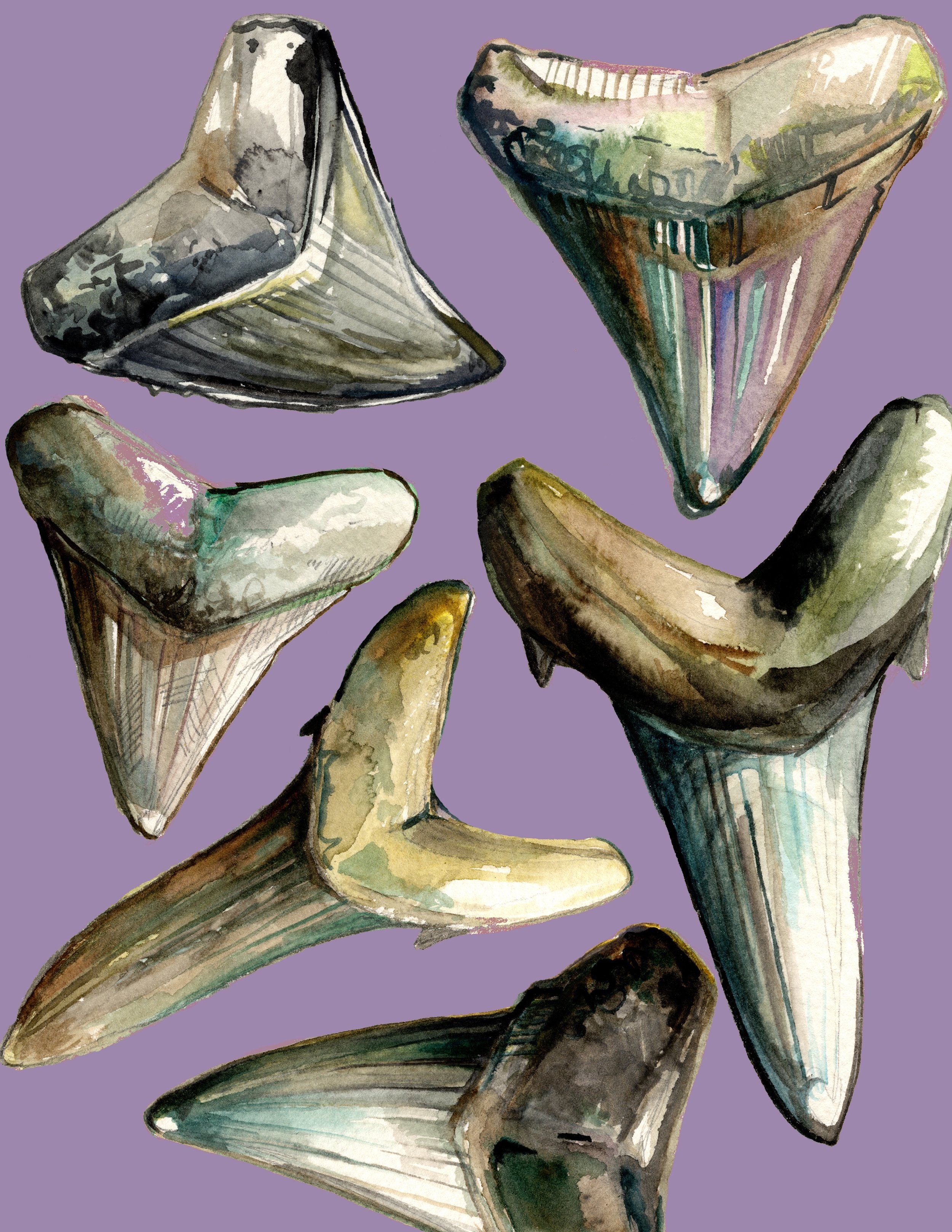 Shark Teeth Collage - Fine Art Print