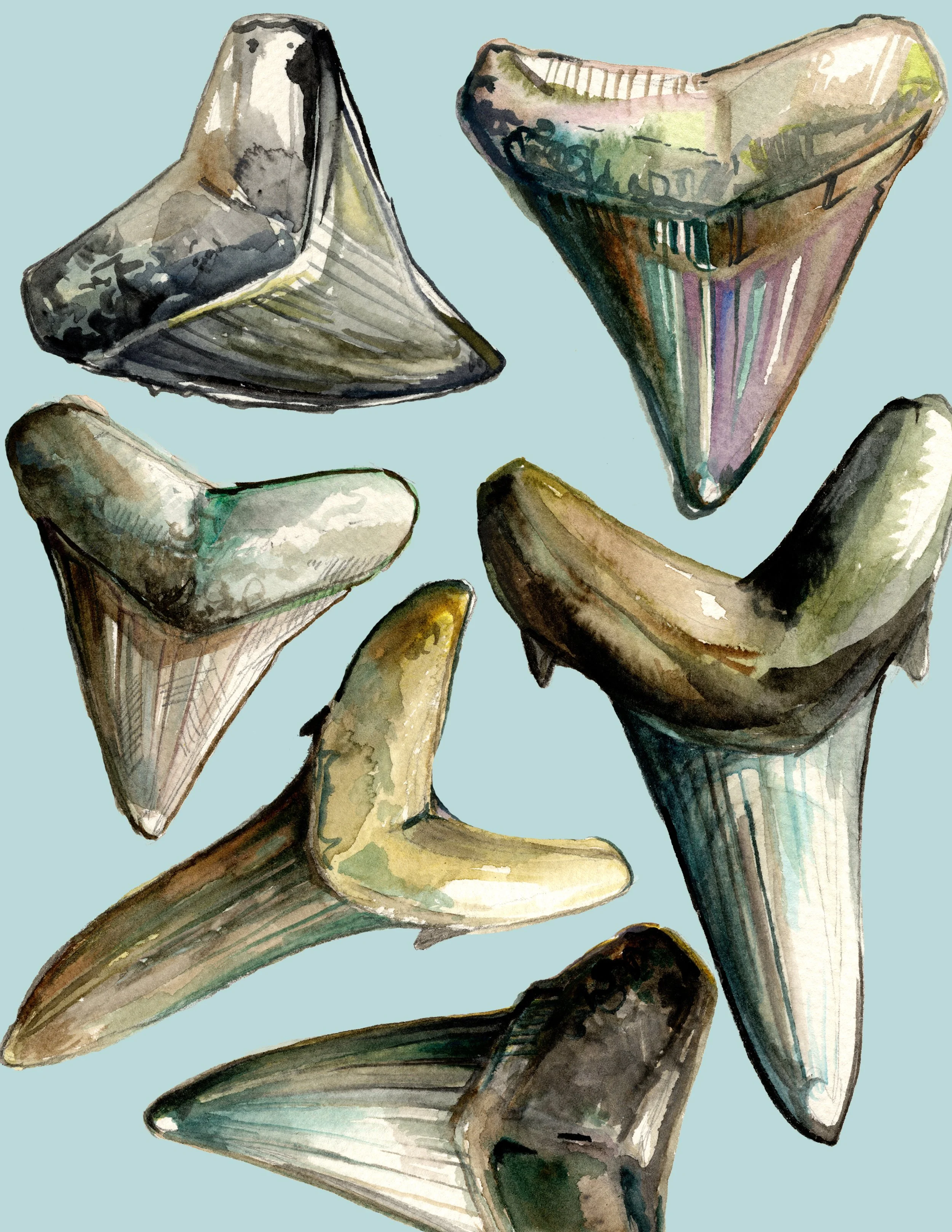 sharktoothcollageturquoise.jpg
