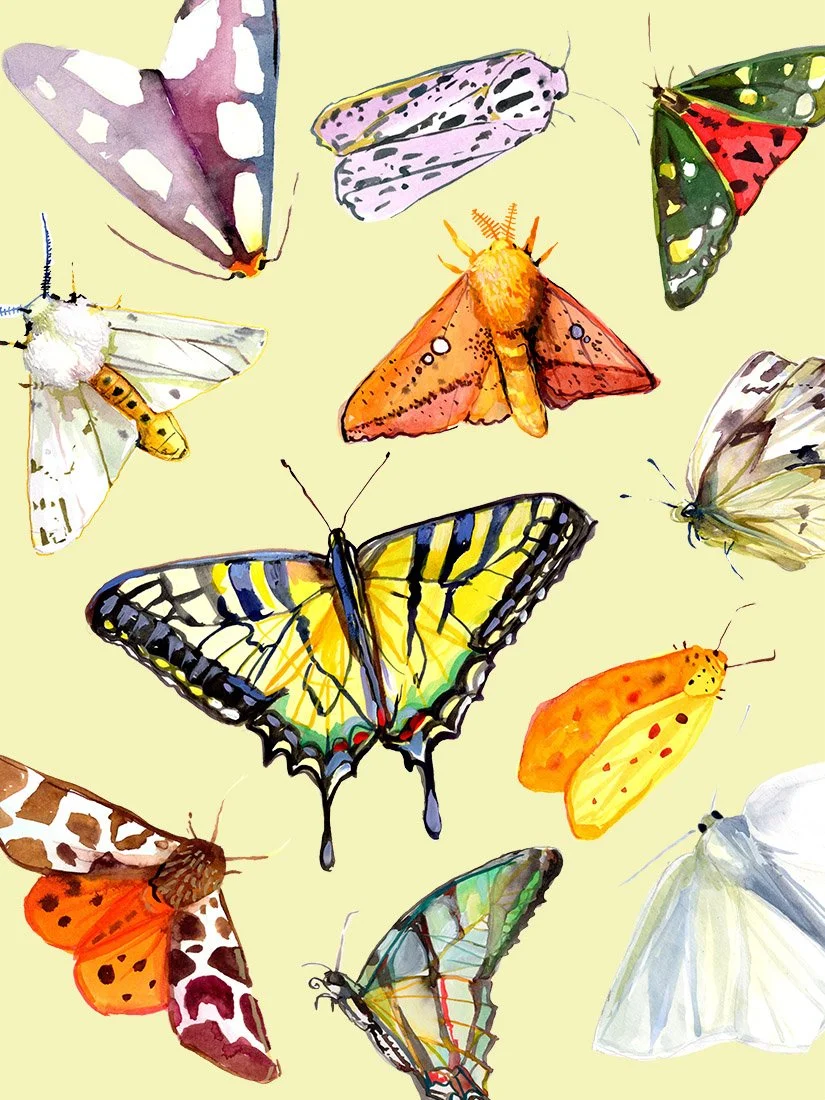 Moths and butterflies cream backgroundpsd copy 2.jpg