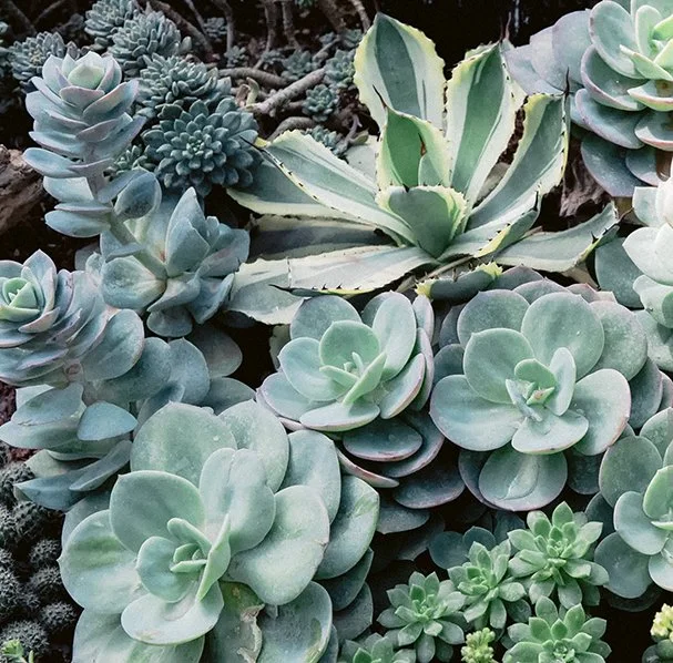 suculents-love.jpg