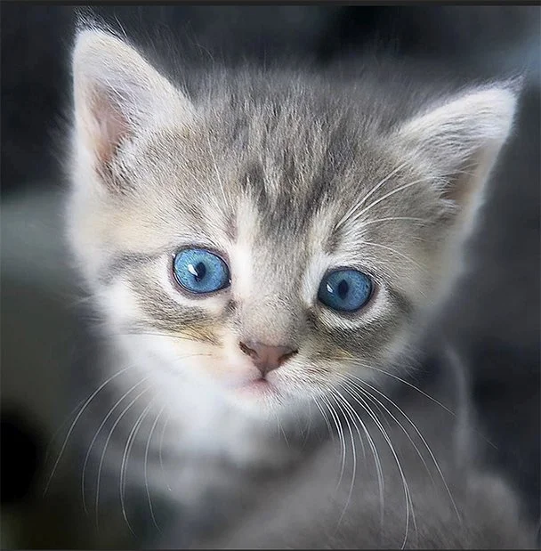cat-love.jpg