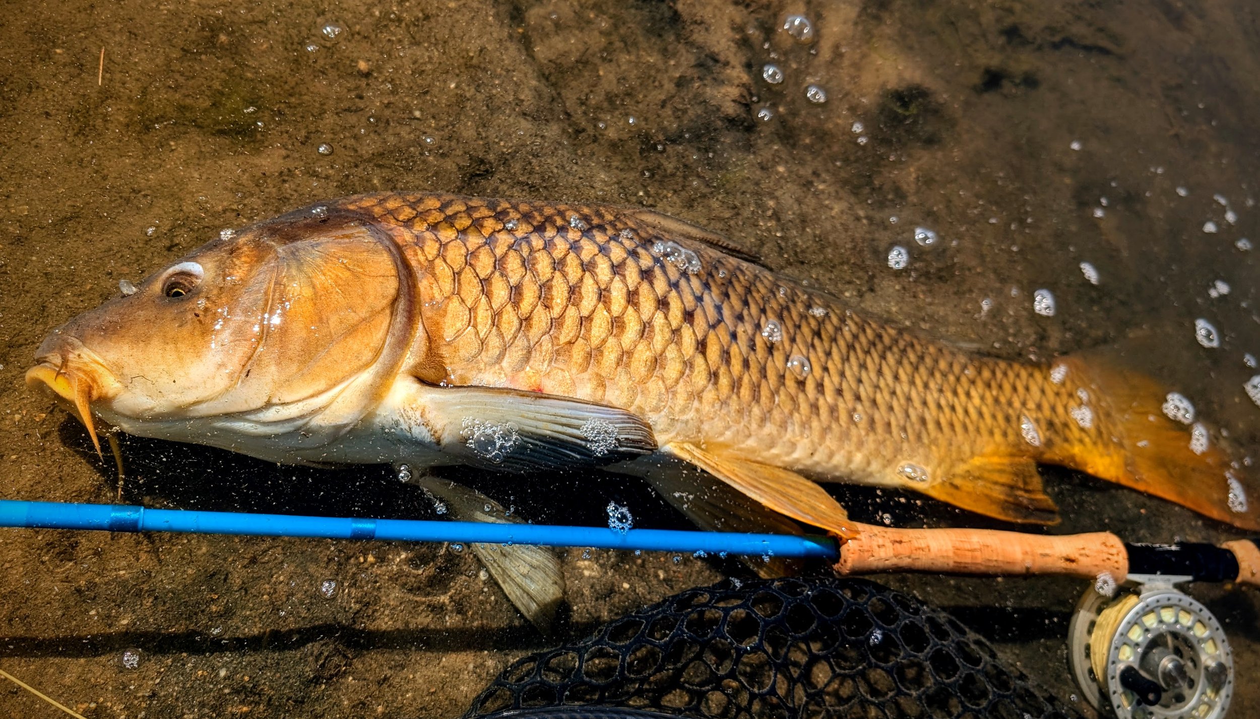 Glass for Carp