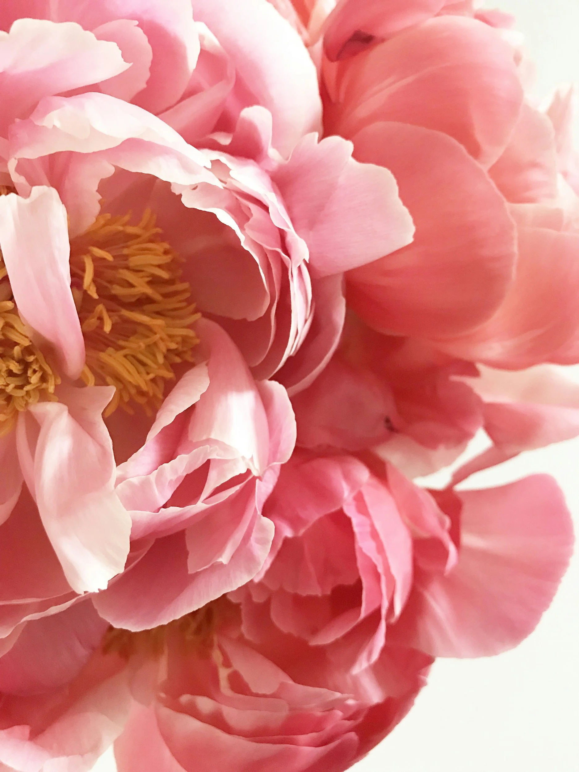 Peony Season